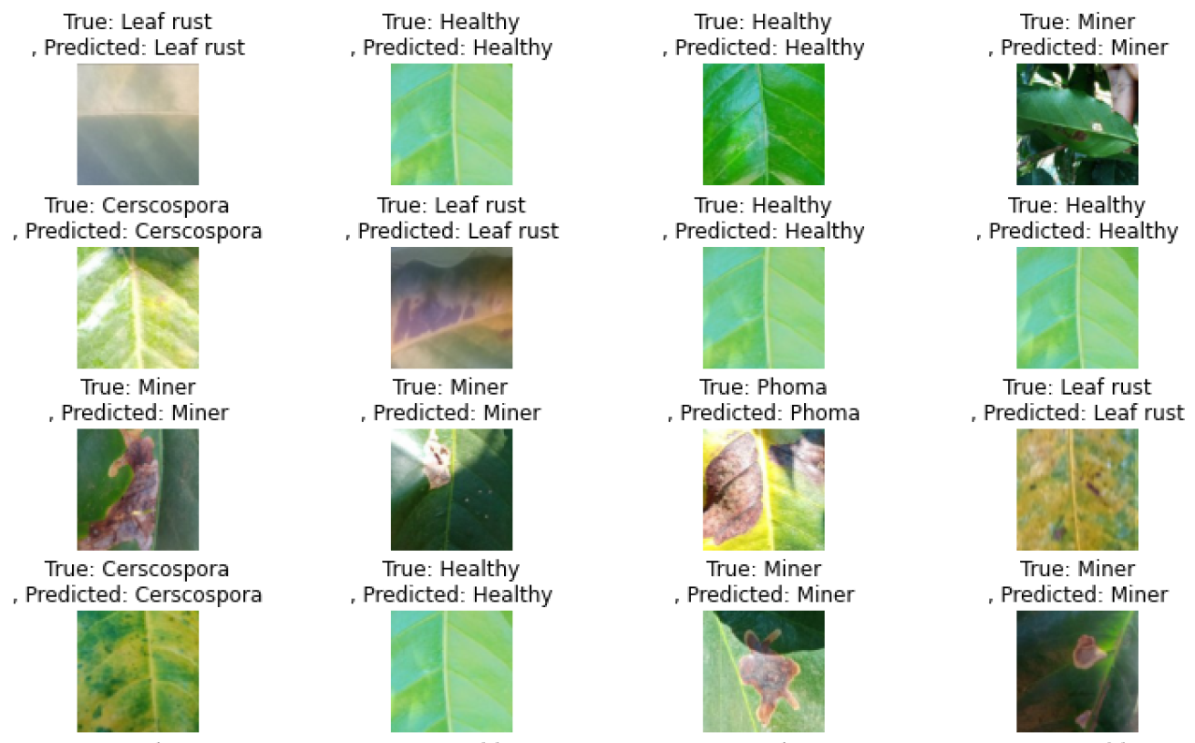 Coffee Disease Image Classification – Transfer Learning